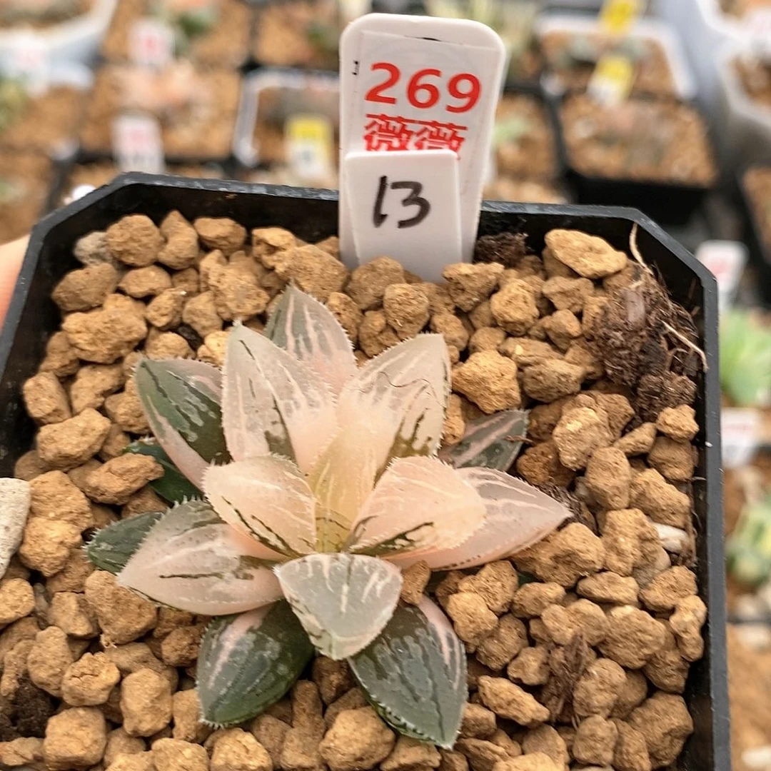 269冰砂糖寿多肉植物