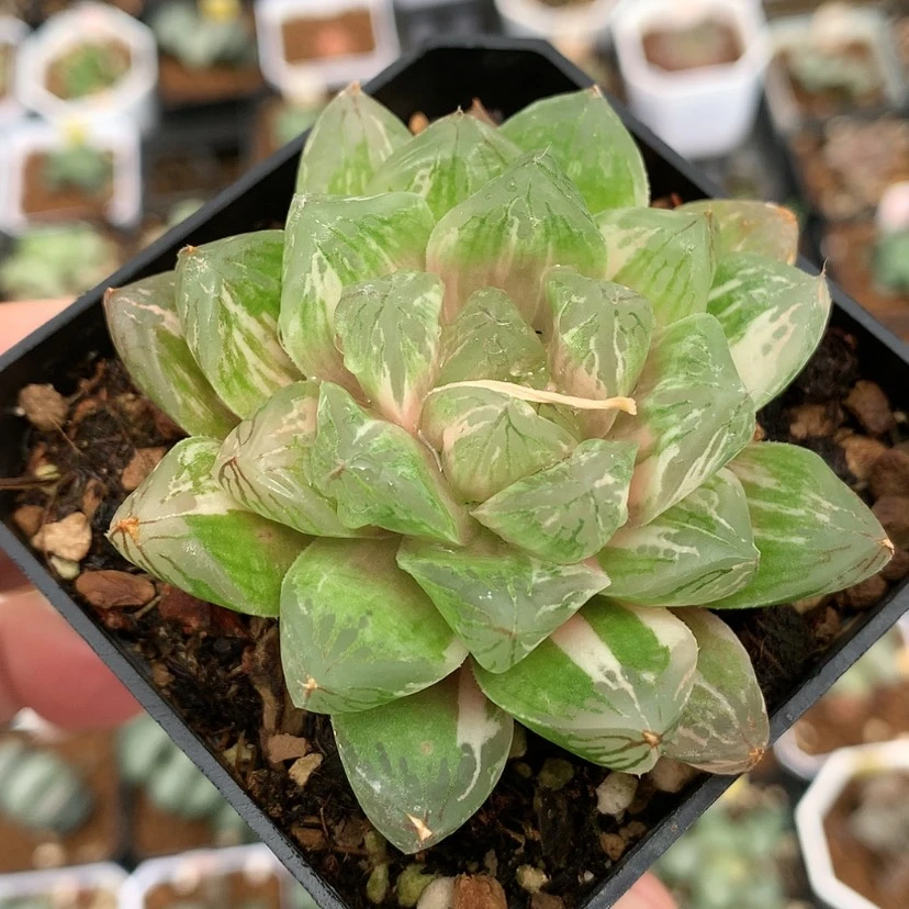 【闪购商品】红陶20CM以下苏州玉露锦