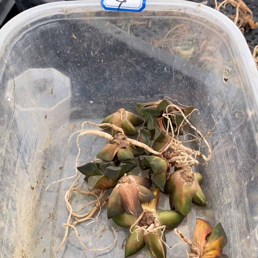 Z***G28多肉植物提取物