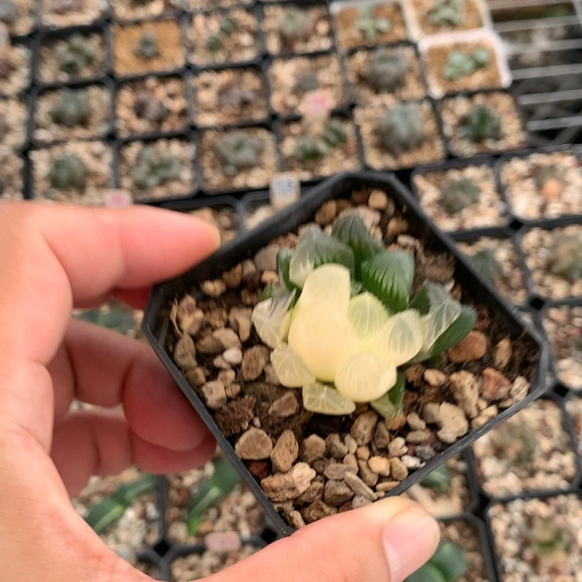 【闪购商品】红陶20CM以下