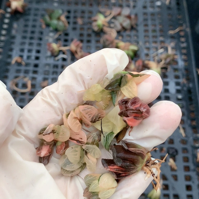 【闪购商品】93号....