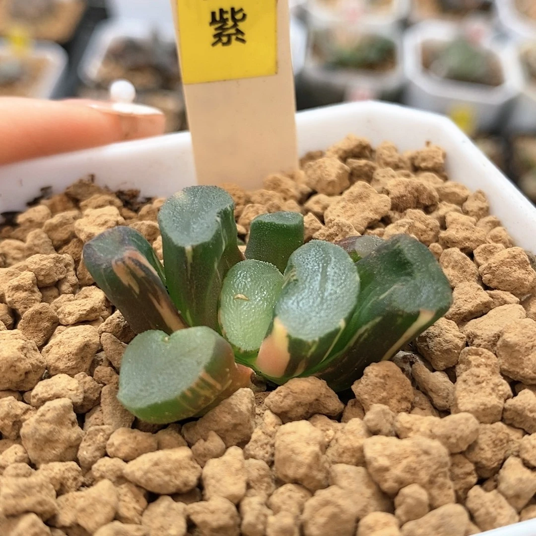 411透镜万象多肉植物