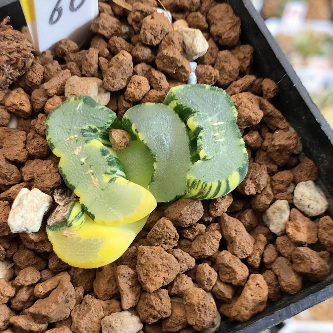 384大明湖万象多肉植物盆栽