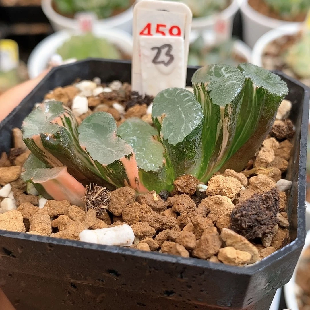 459大绳玉扇多肉植物