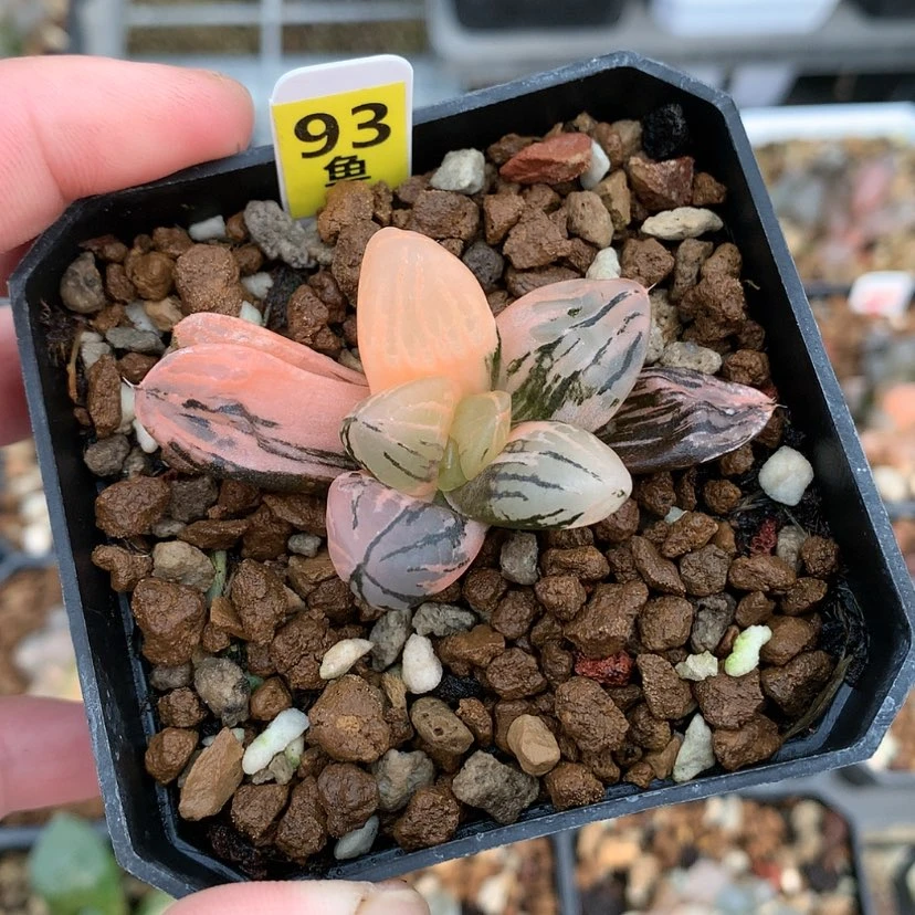 【闪购商品】红陶20CM以下93号玉潭寿