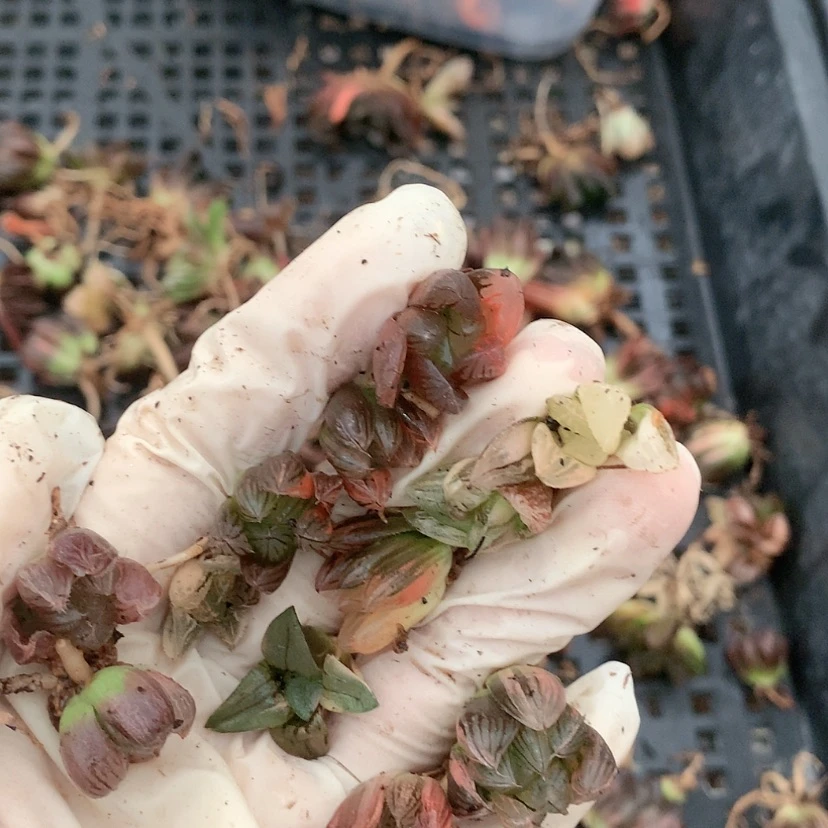 【闪购商品】104号.....