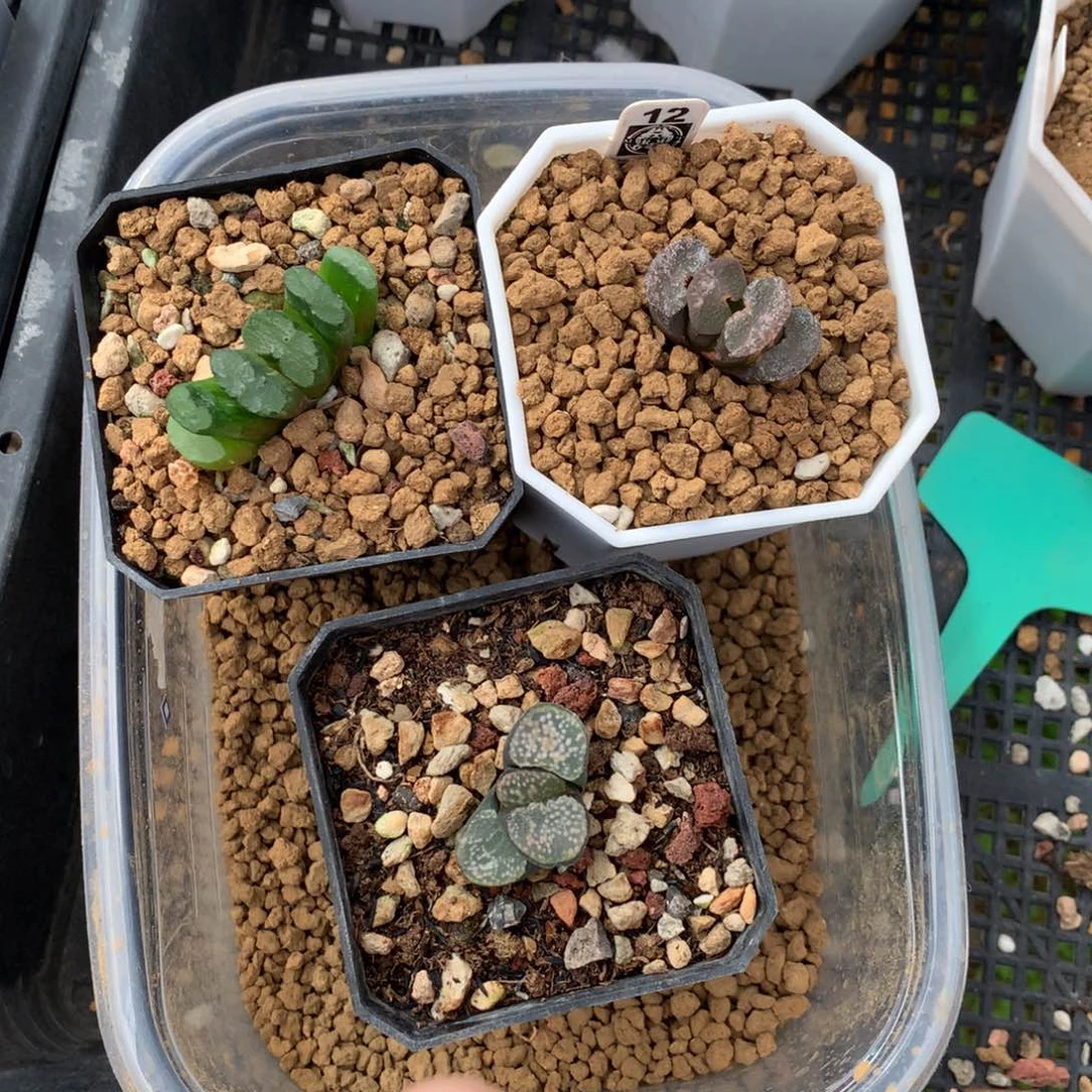 红陶12号3颗一物一拍洞天