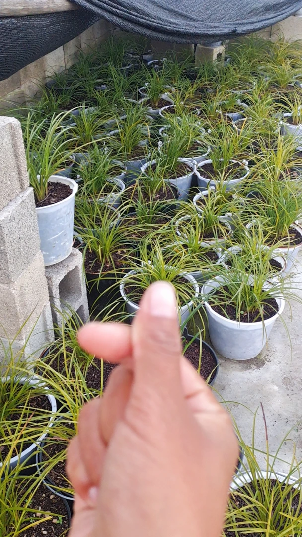 大山连瓣兰连体苗