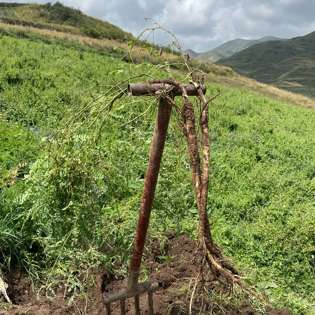 新鲜黄芪现挖现发