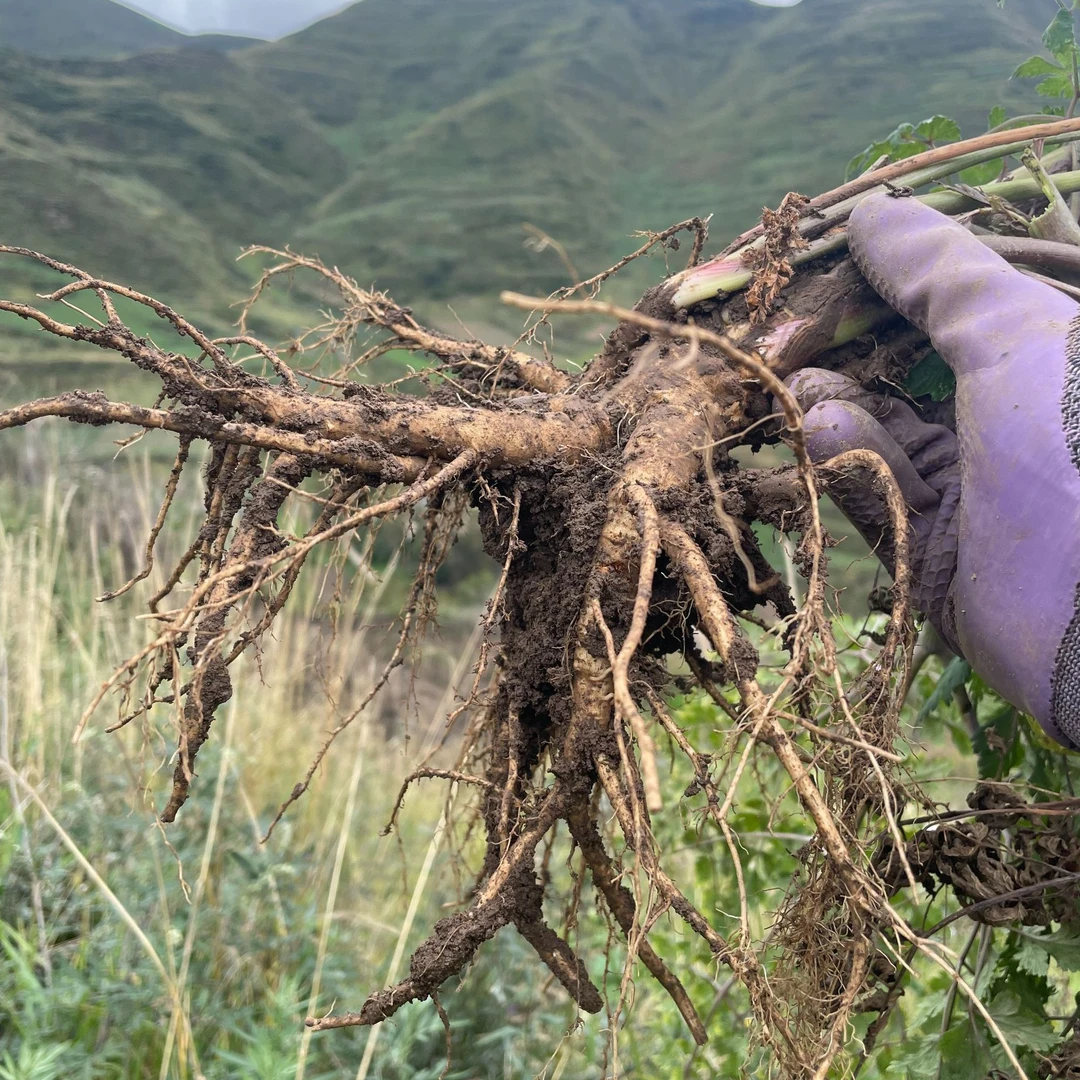 2025年新鲜现挖当归现挖现发产地药农发货