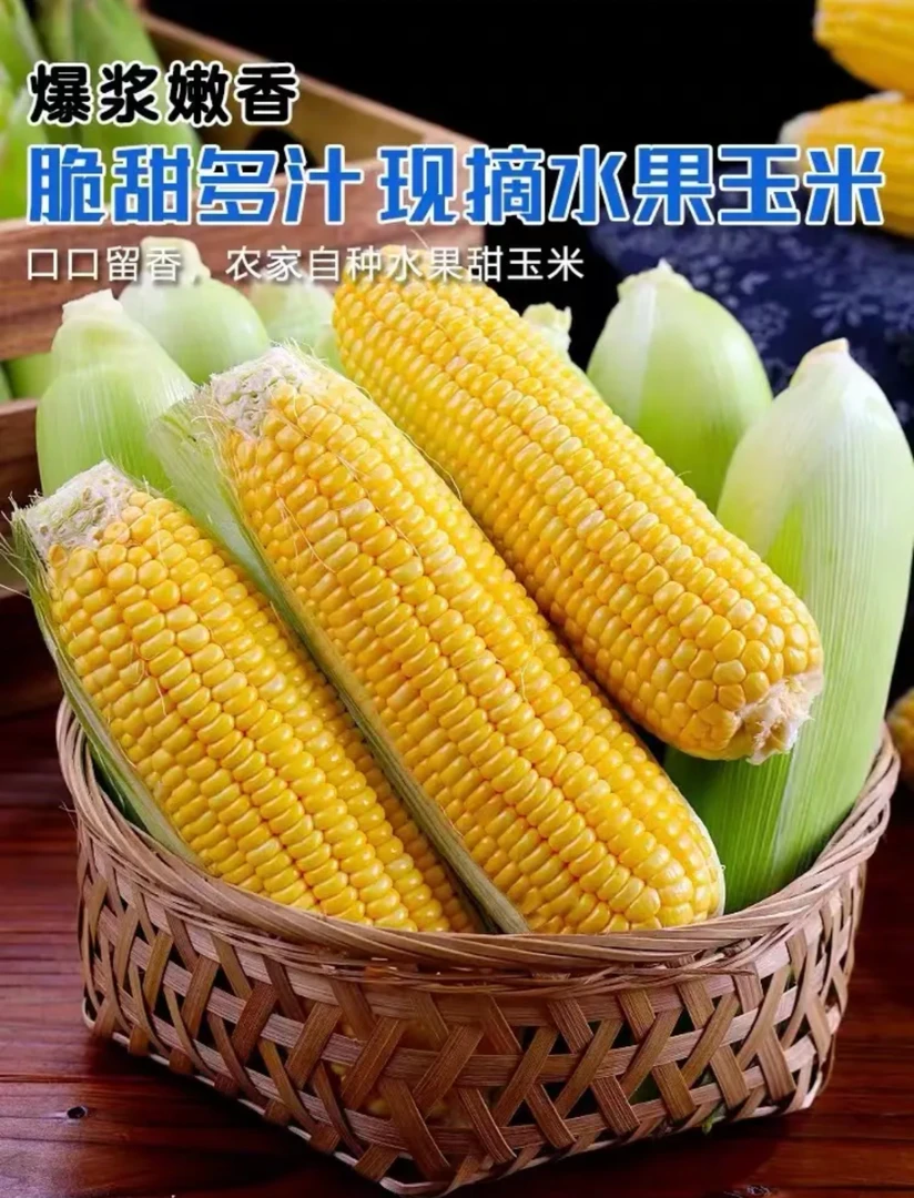 广西水果玉米生吃甜玉米糯玉米现摘粘苞米新鲜蔬菜鲜嫩多汁香甜