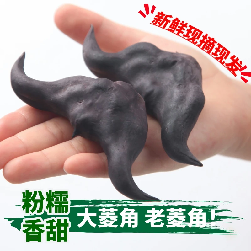 新鲜菱角洪湖老菱角粉糯大菱角现摘黑棱角生凌角特产湖北莲角包邮