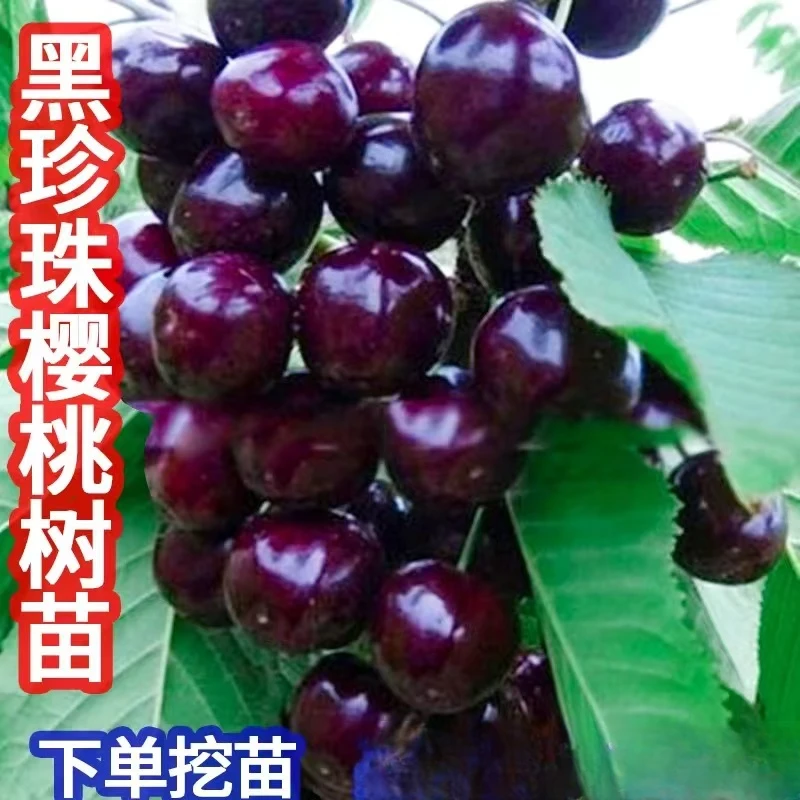 黑珍珠车厘子大樱桃树苗南方北方种植盆栽庭院果树矮化樱桃树