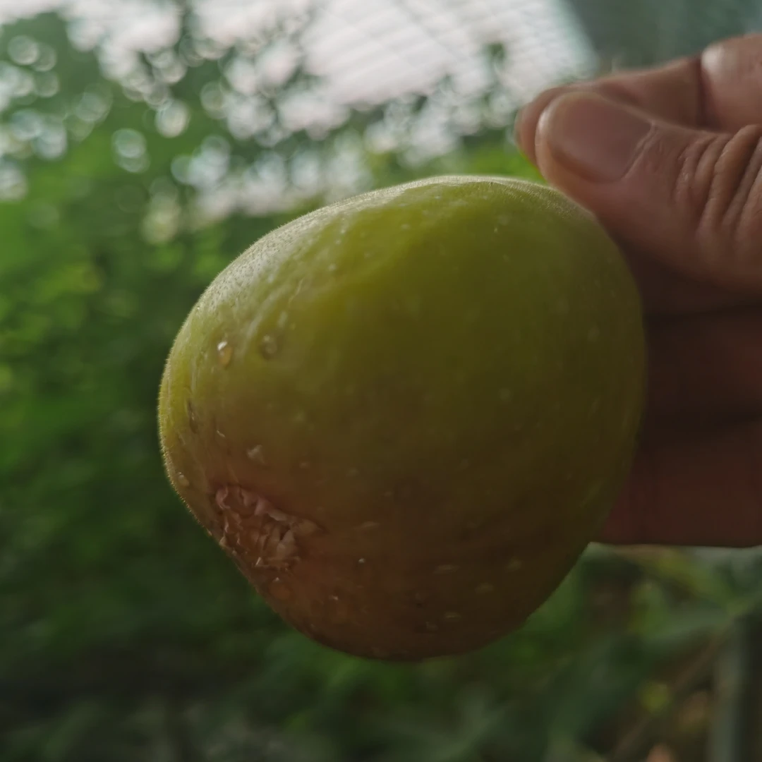 树熟无花果，树上糖包子，软糯香甜，新鲜采摘京东冷链发货