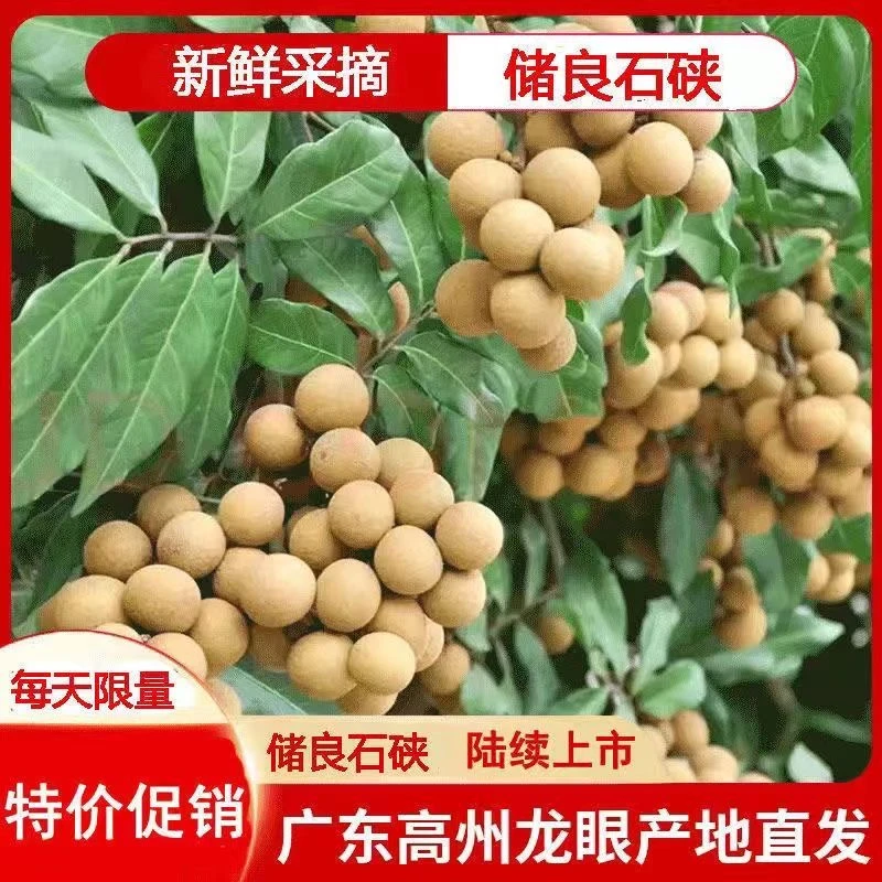 （广东省内)正宗高州应季新鲜水果石硖龙眼（果粒饱满，甜脆可囗）