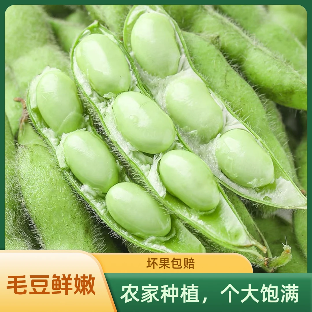 毛豆新鲜带壳青豆嫩黄豆豆荚生豆子江西农家自种应季时令蔬菜
