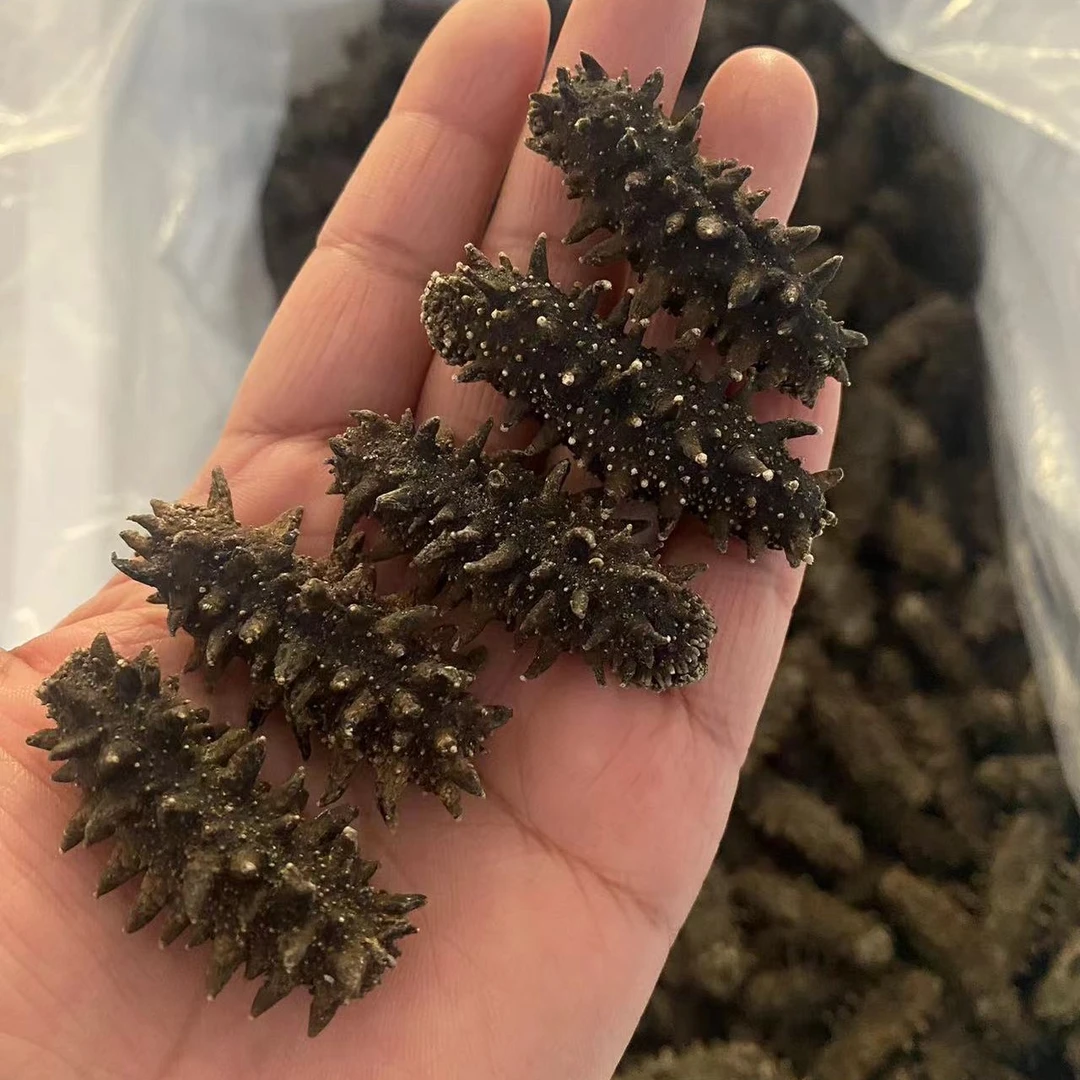 国标底播野生辽刺干海参，赠送礼盒，鉴定证书！