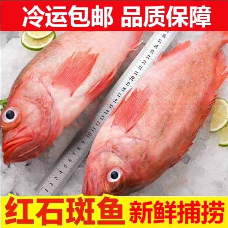 连云港发货 鲜活速冻红石斑鱼 3-4两/条  深海鱼  到手12条