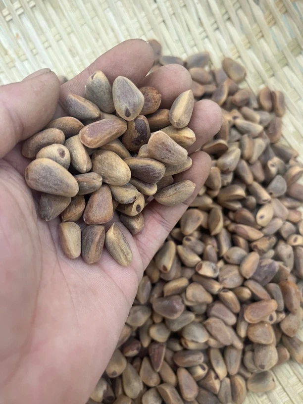 【823】大颗粒 野生松子 东北特产 (不开口)