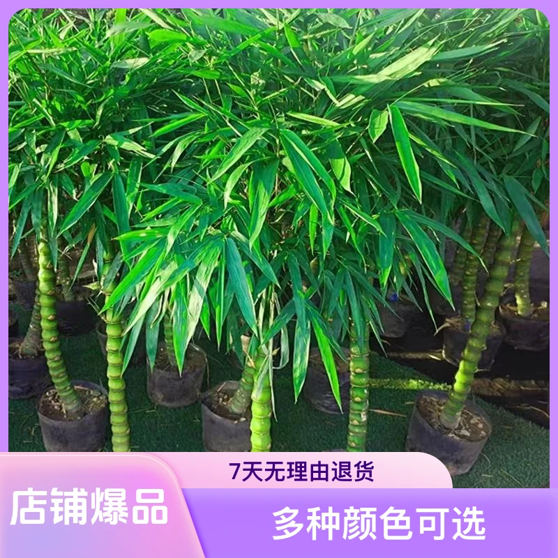 佛肚竹盆栽绿植阳台庭院观赏植物办公室客厅前台观叶净化空气盆景