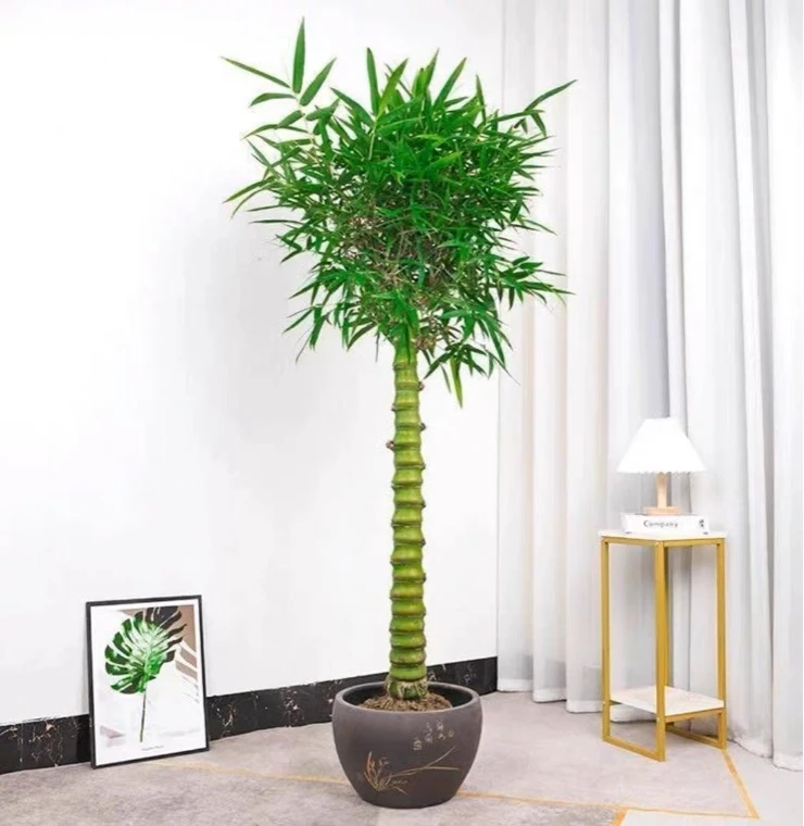 竹子苗庭院客厅罗汉竹佛肚竹老桩观叶绿植室内盆栽植物