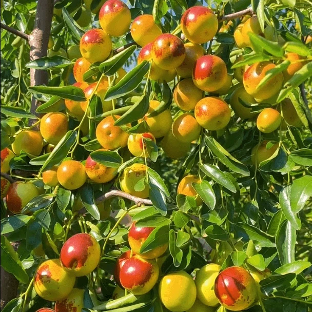 【冰糖冬枣树苗】庭院植物盆栽地栽阳台庭院四季大荔冬枣树苗