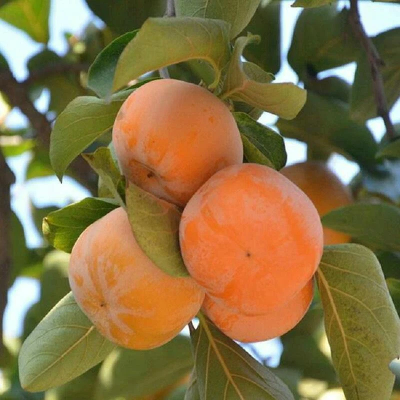 【脆甜柿子树】太秋甜柿果树苗南北方阳台庭院四季嫁接柿子苗