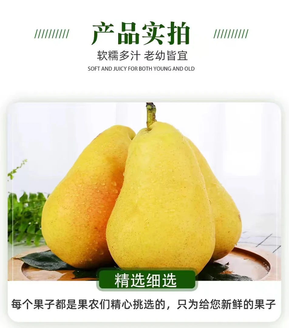 甘肃正宗绿色高山香蕉梨太婆梨新鲜香甜口感多汁精选果园入口美味