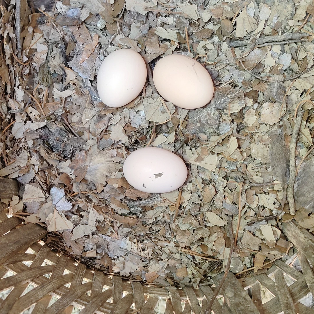 高山放养粮食鸡蛋良娃品质值得你一直信赖