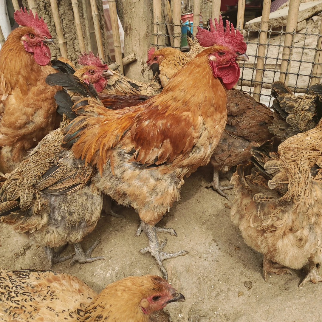 青川高山粮食放养跑山鸡，良娃品质值得你的一直信赖！