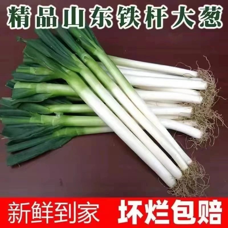 河南铁杆大葱五斤河南大葱绿葱长葱现挖现发新鲜菜蘸酱自种