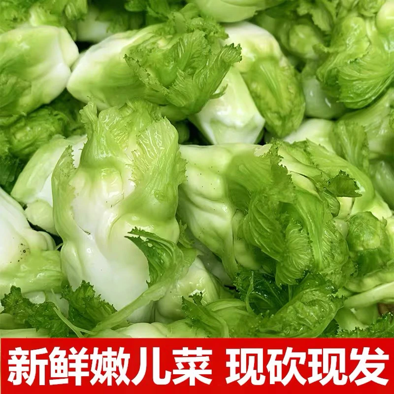 四川嫩儿菜娃娃菜时令农家蔬菜3斤儿菜应季蔬菜儿菜娃娃菜青菜