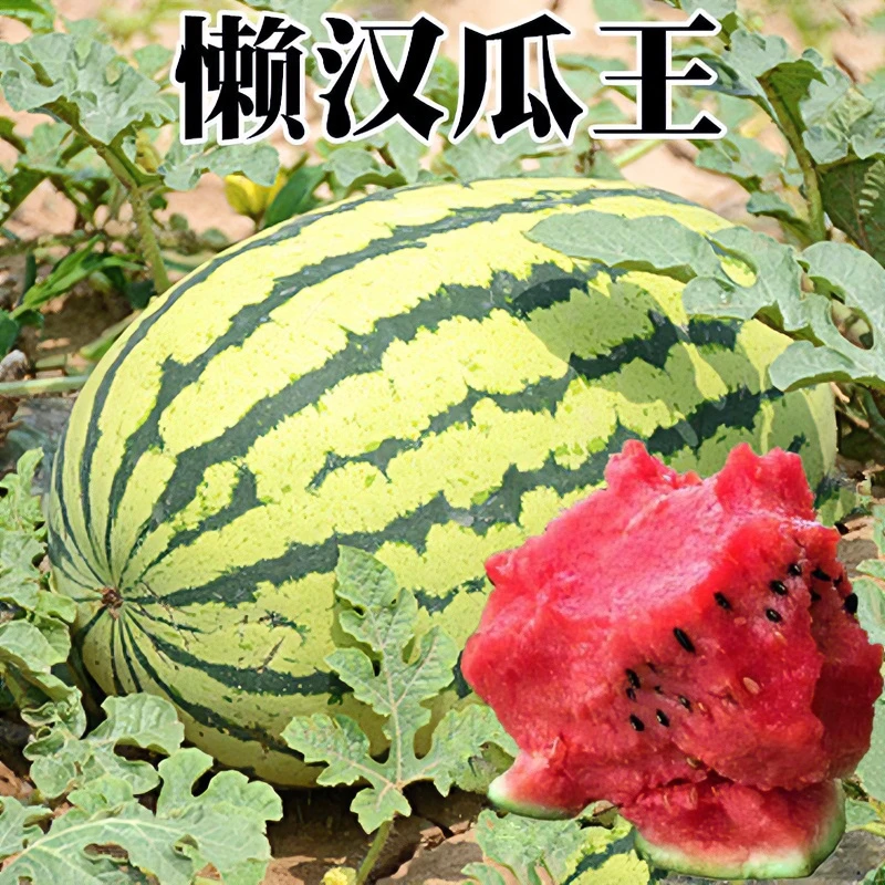 巨型懒汉西瓜种子甜冰糖麒麟西瓜种籽早熟高产大田水果甜瓜播种