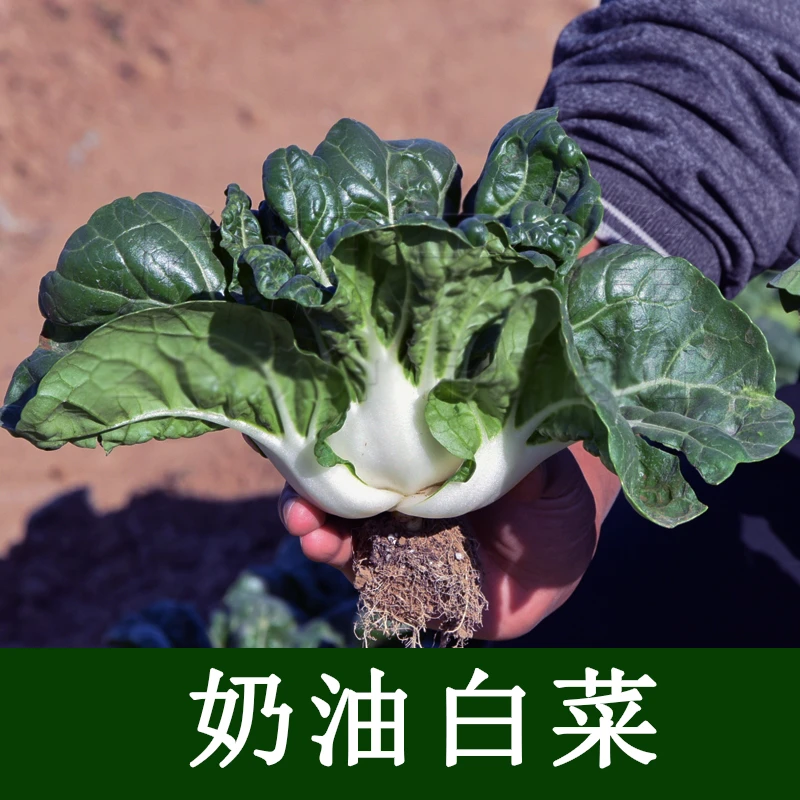 高品质奶白菜种子营养丰富青菜黑甜油菜春季四季易种蔬菜种籽矮脚