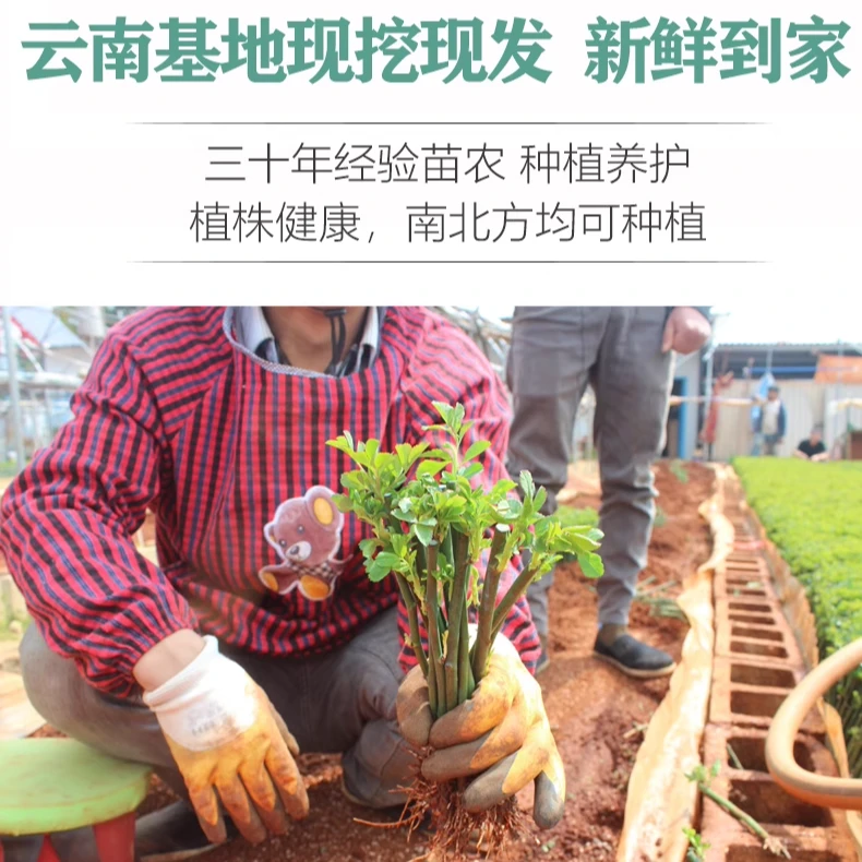月季蔷薇花苗爬藤花扦插小苗玫瑰藤本月季庭院种植浓香型花卉耐热