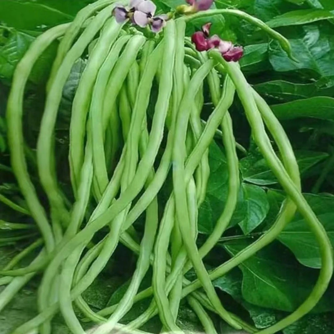 无架豇豆种子春夏秋季地豆不搭架豇豆种籽四季庭院盆栽蔬菜种孑