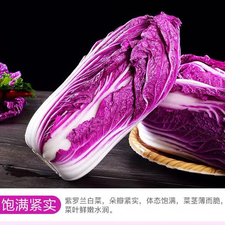 营养紫白菜种子里外紫色大白菜四季播种庭院田地农科院有机蔬菜籽