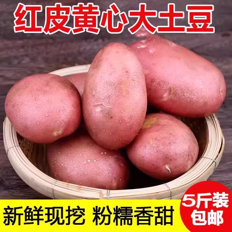 云南红皮黄心土豆贵州洋芋基地大量批发现场直播蔬菜马铃薯现挖