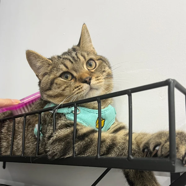 9.9元直播专享，宠物狗狗猫咪衣服日常用品