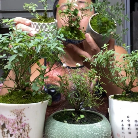 【闪购商品】月季一盆器型随缘