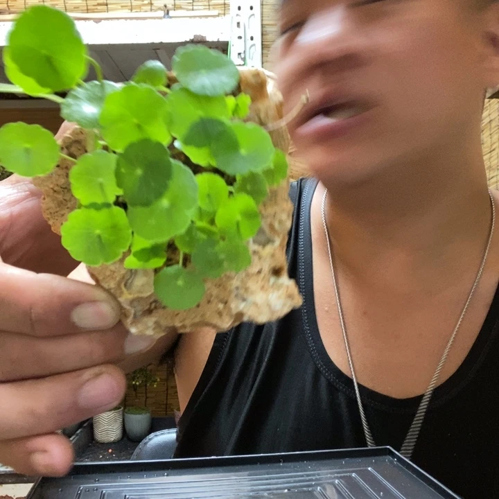 【闪购商品】红陶20CM（含）-50CM（不含）文*00000138