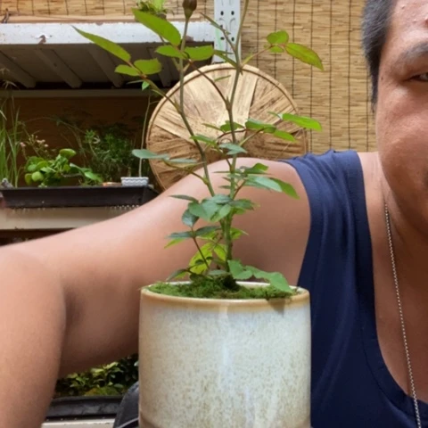 【闪购商品】红陶20CM（含）-50CM（不含）00000141