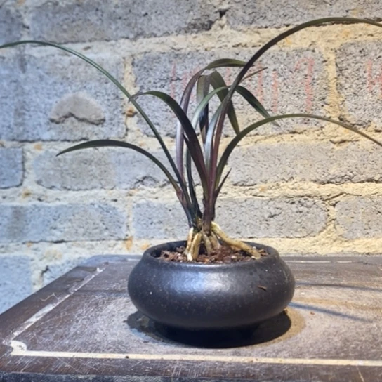 【闪购商品】缺*29