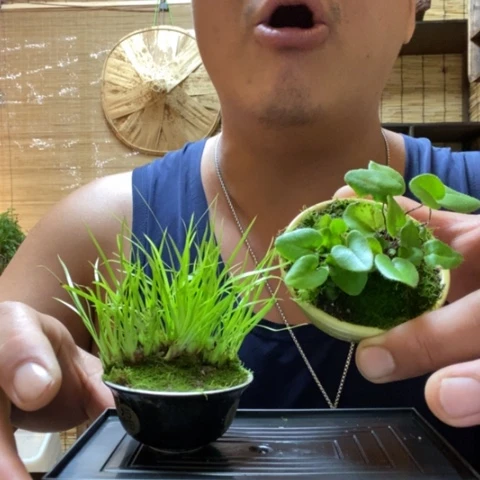 【闪购商品】红陶20CM以下000041