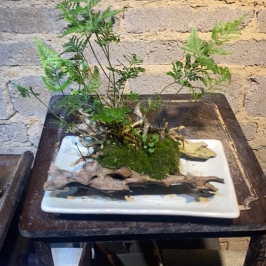 【闪购商品】鹿**棠00000036