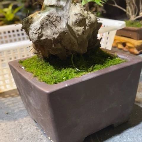 【闪购商品】道*0000067