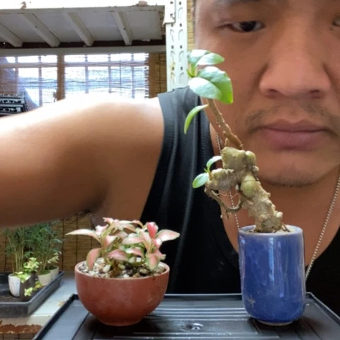 【闪购商品】红陶0000068