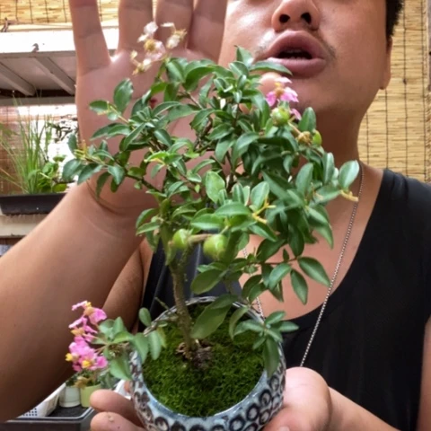 【闪购商品】红陶20CM（含）-50CM（不含）000065