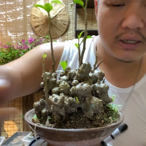 【闪购商品】红陶20CM以下筛****机0000097