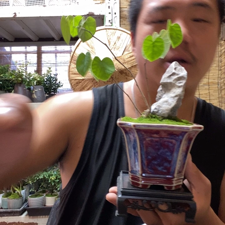 【闪购商品】红陶20CM（含）-50CM（不含）花****店000078